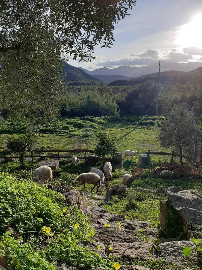 S'Imbragu Farm B&B Tortolì Εξωτερικό φωτογραφία