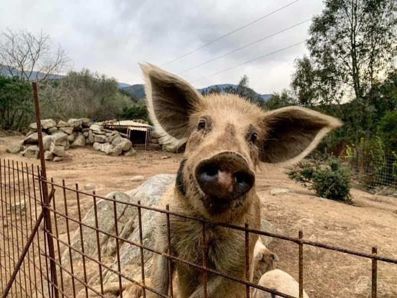 S'Imbragu Farm B&B Tortolì Εξωτερικό φωτογραφία