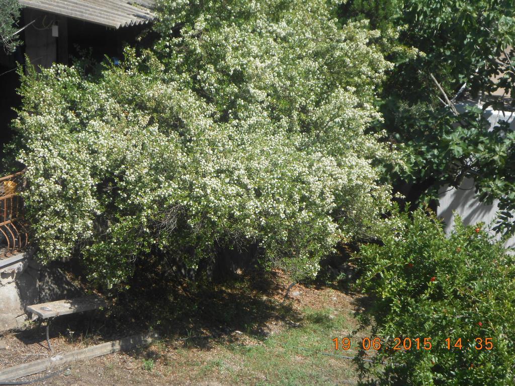 S'Imbragu Farm B&B Tortolì Εξωτερικό φωτογραφία