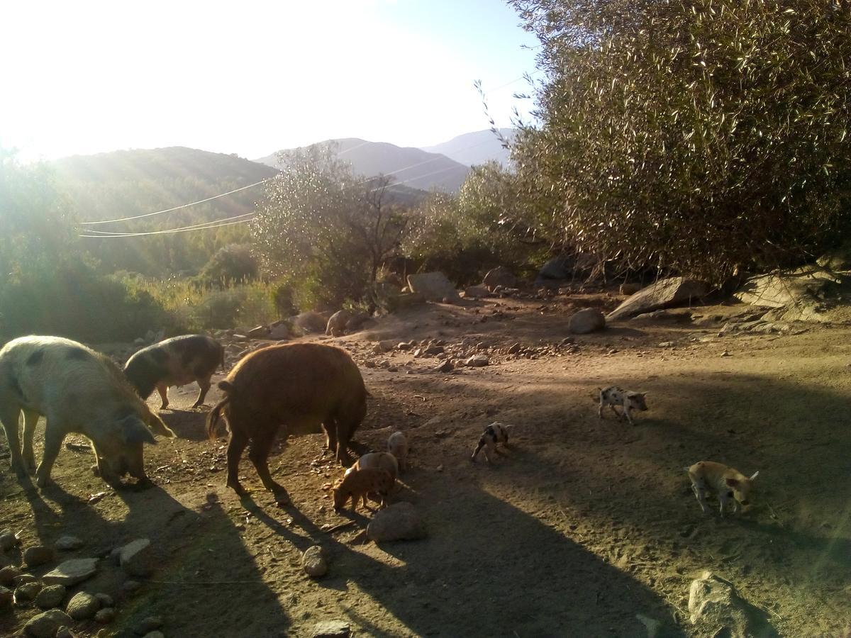 S'Imbragu Farm B&B Tortolì Εξωτερικό φωτογραφία