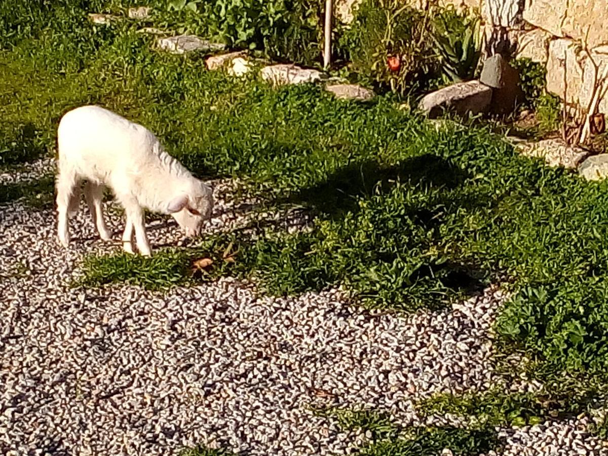 S'Imbragu Farm B&B Tortolì Εξωτερικό φωτογραφία