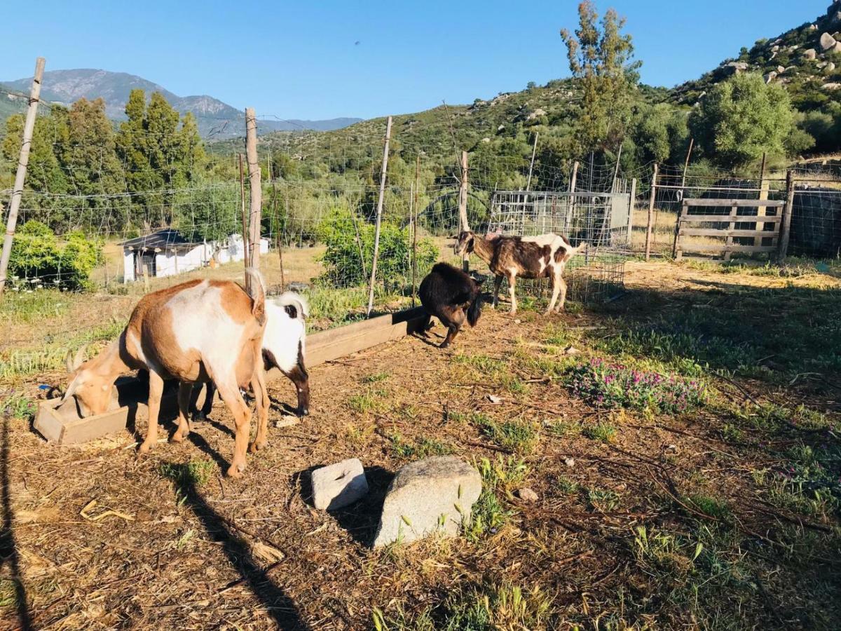 S'Imbragu Farm B&B Tortolì Εξωτερικό φωτογραφία