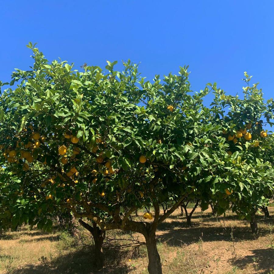S'Imbragu Farm B&B Tortolì Εξωτερικό φωτογραφία