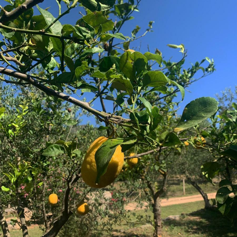 S'Imbragu Farm B&B Tortolì Εξωτερικό φωτογραφία